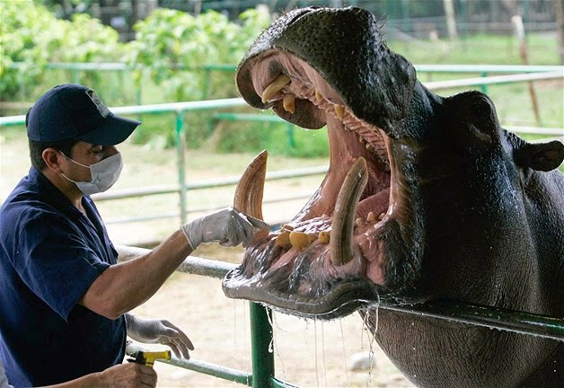 hipopotamo en el dentista